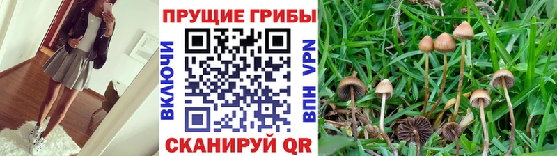 Псилоцибиновые грибы Cubensis  Заозёрск 